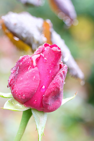 Nach dem Regen - Rose